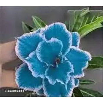 adenium plant (12)-9038659-82556.webp